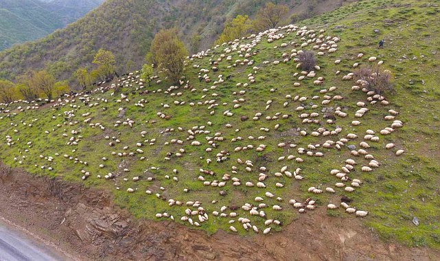 Muşlu besicilerin yaylalara yolculuğu başladı