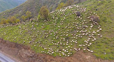 Muşlu besicilerin yaylalara yolculuğu başladı
