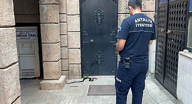 Namaza gelen cemaat karşılaştıkları yılanı önce oyuncak sandı, hareket edince telefona sarıldı