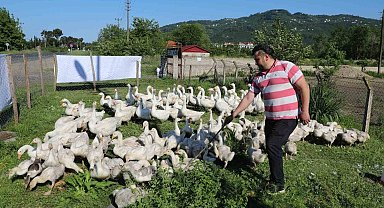 Ordu'da kaz bereketi: 20 ile başladı, 220'ye çıktı