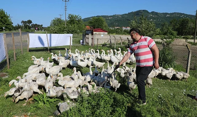Ordu'da kaz yetiştiriciliği büyüyor