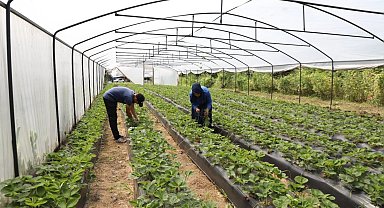 Ordu'da örtü altı yetiştiriciliği 68 bin metrekareye ulaştı