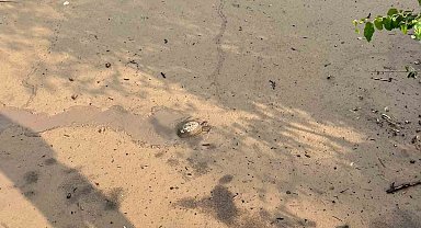 Osmaniye'de çamura saplanan kaplumbağayı itfaiye kurtardı