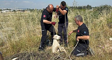 Otlarken kanalizasyon çukuruna düşen oğlak, çıkardığı sesle kurtuldu