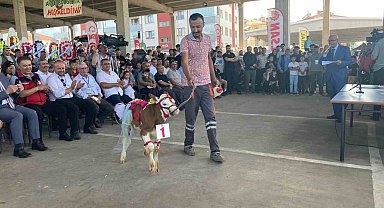 Otuz buzağı arasından en güzeli seçildi