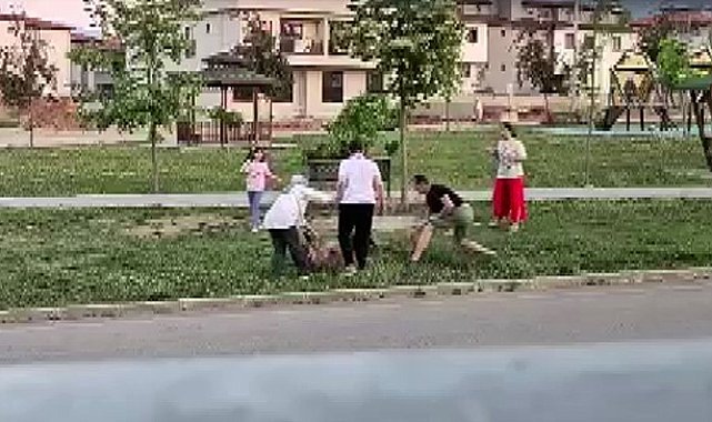 Parkta dolaştırılan köpeğe saldıran başıboş köpek, doktor tarafından etkisiz hale getirildi