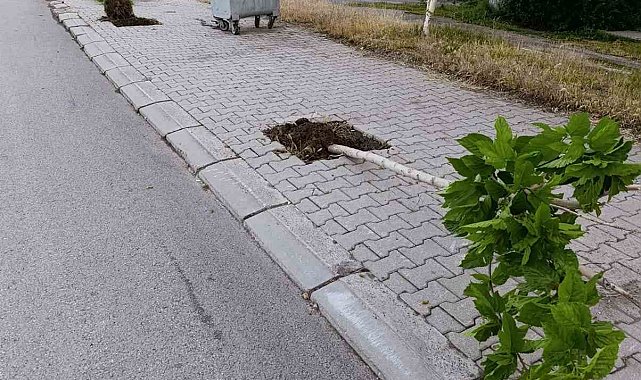 Patnos'ta yeni dikilen 15 ağaca zarar verildi