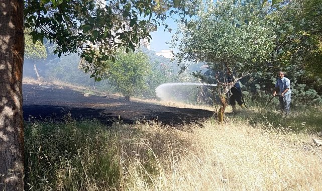 Reyhanlı'da zeytinlik yangını
