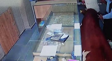 Sahibinden kaçan dana kuyumcu dükkânına girdi