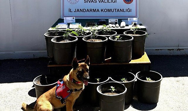 Saksıda yetiştirilen uyuşturucu fide aşamasında ele geçirildi