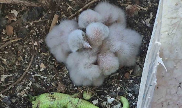 Saksıda yumurtlayan kerkenez 6. kattaki balkonu yaban hayatına çevirdi