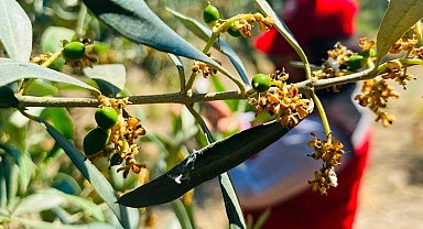 Salihli'de zeytin güvesi alarmı