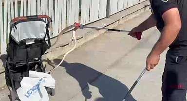 Şanlıurfa'da ağaçtan bebek arabasına yılan düştü