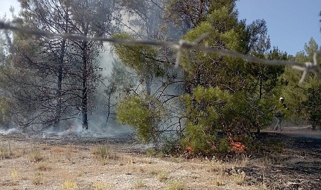 Şanlıurfa'da orman yangını