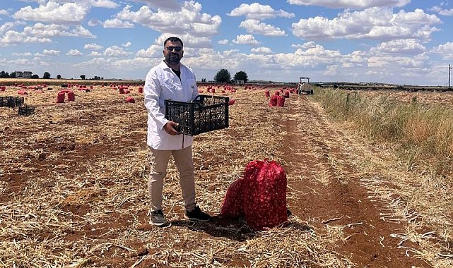 Şanlıurfa'da sarımsak hasadı devam ediyor