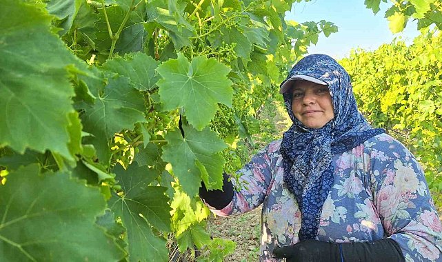 Sarıgöl'de üzüm bağlarında imece mesaisi