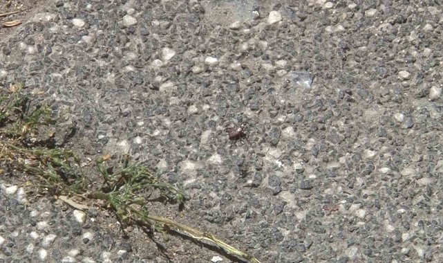 Sarıyer'de kene alarmı, tedirgin olan mahalleli: "Arkadaşlar belediyeyi aramasına rağmen kimse gelip ilgilenmedi"