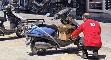 Şehrin göbeğinde oğul veren arılar ilgi odağı oldu