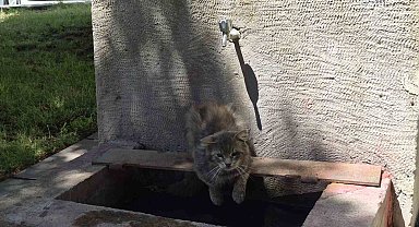 Sıcaktan bunalan sokak kedisi tarihi çeşmenin altında serinlemeye çalıştı