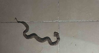 Siirt'te apartmanda görülen yılan paniğe neden oldu
