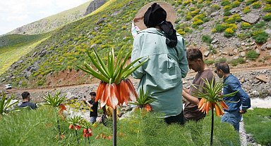 Şırnak'ın saklı cennetinde ters laleler mest etti
