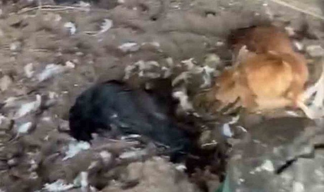 Sokak köpekleri kümese girdi, 30 tavuk telef oldu