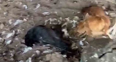 Sokak köpekleri kümese girdi, 30 tavuk telef oldu
