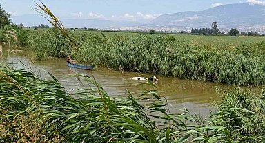 Su kanalına düşen ineği itfaiye kurtrdı