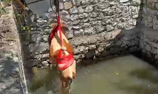 Sulama havuzuna düşen gebe inek 2 saatlik çalışmayla kurtarıldı
