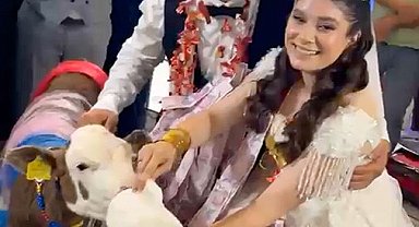Takı merasiminde altın yerine dişi buzağı hediye edildi