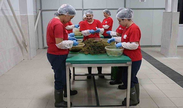 Tarımsal Ürün Fabrikası ile kadınlar üretiyor Efeler kazanıyor