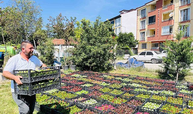 Taşköprü Belediyesi 70 bin çiçekle ilçeyi rengarenk yapacak