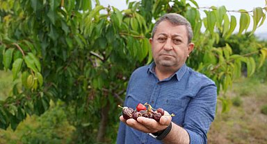 Tokat'ta aşırı yağış kirazı vurdu