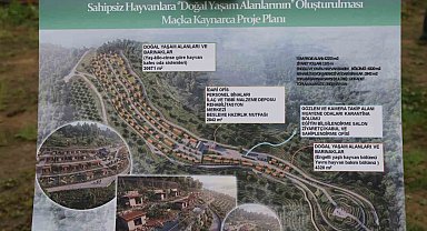 Trabzon'da sokak köpeklerine ev sahipliği yapacak yeni bir barınak inşa edilecek