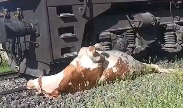 Tren çarpması sonucu raylara sıkışan ineğin telef olmaması için saniyelerle yarıştılar