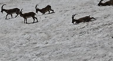 Tunceli'de dağ keçileri ve ayılar aynı bölgede görüntülendi