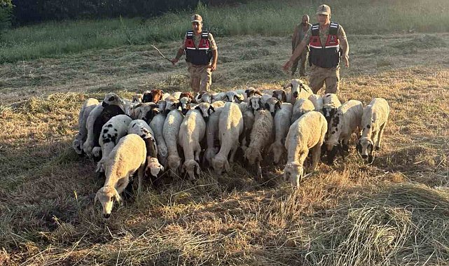 Tunceli'de kayıp küçükbaş hayvanlar dron desteğiyle bulundu