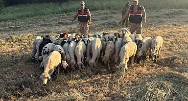 Tunceli'de kayıp küçükbaş hayvanlar dron desteğiyle bulundu