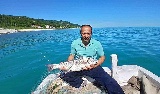 Türkeli'de nadir görülen kötek balığı avlandı