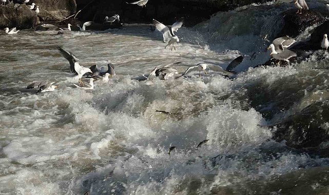 Uçan balıkların muhteşem göç yolculuğu gecikmeli olarak başladı