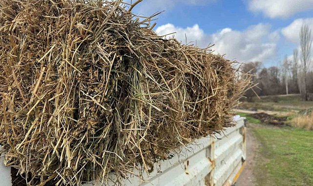 Üreticiye müjdeli haber: Saman fiyatları yarı yarıya geriledi