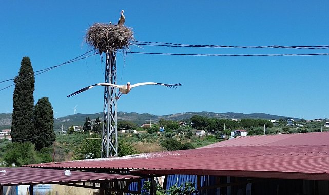 Uzun aradan sonra Kuşadası'na yuvalanan leylek çiftinin yuvası havadan görüntülendi