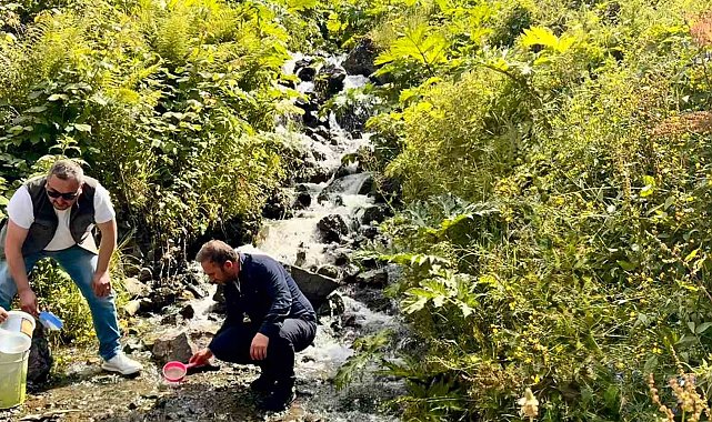 Uzungöl ve çevresindeki derelere 15 bin kırmızı benekli yavru alabalık bırakıldı