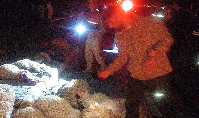 Van'da otomobil koyun sürüsüne çarptı: 17 koyun telef oldu