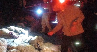 Van'da otomobil koyun sürüsüne çarptı: 17 koyun telef oldu
