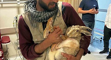 Yaralı hamile tavşan, devlet hastanesi bahçesinde tedavi edildi