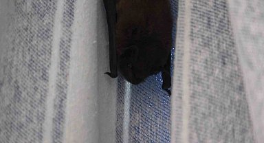 Yarasa balkon perdesini yuvaya dönüştürdü, ev sahibi 'Batman' adını verdi