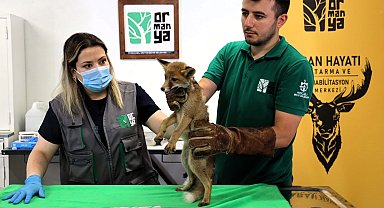 Yavru tilki Ormanya'da şifa buluyor