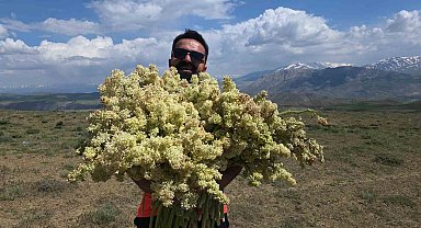 Yayla muzunu vatandaş kendi topluyor