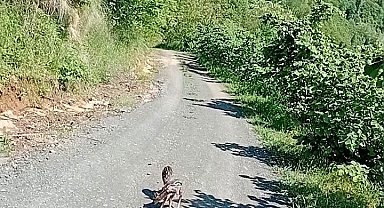 Yolda gördüğü karaca yavrularına Arçil ve Şota adını verdi